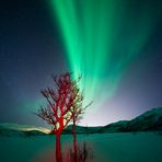 roter baum und polarlicht