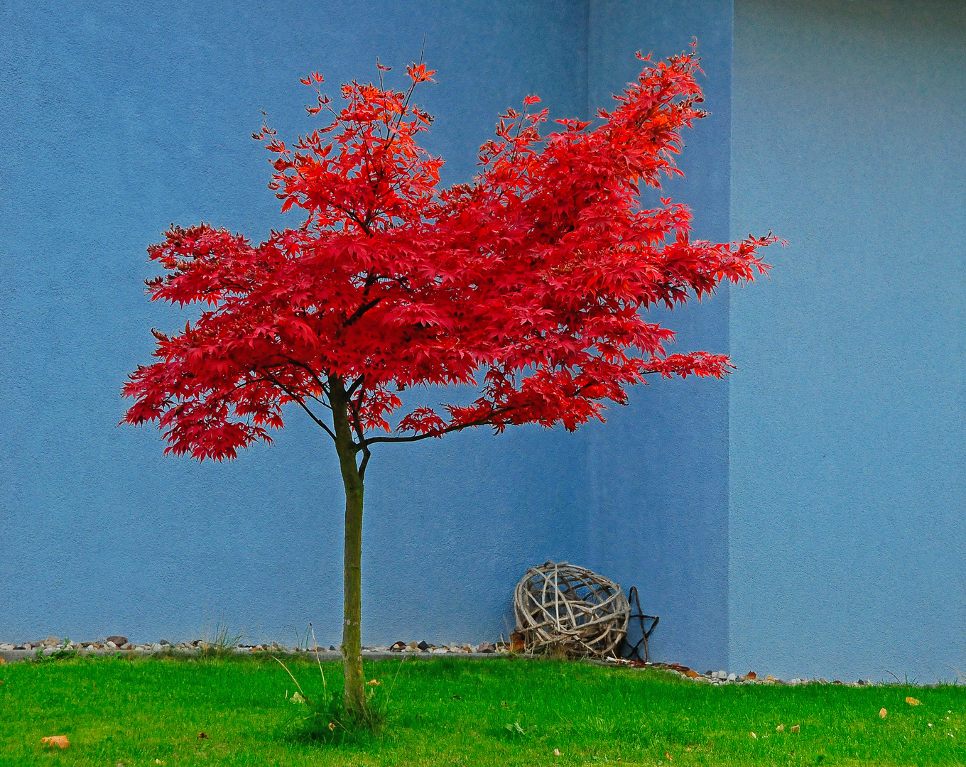 roter Baum vor blauem Haus