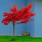 roter Baum vor blauem Haus