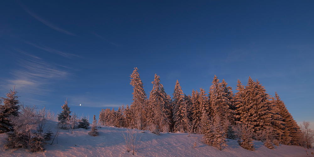 Roter Bergwald