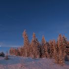 Roter Bergwald