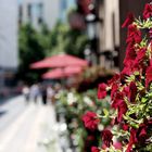 Roter Biergarten