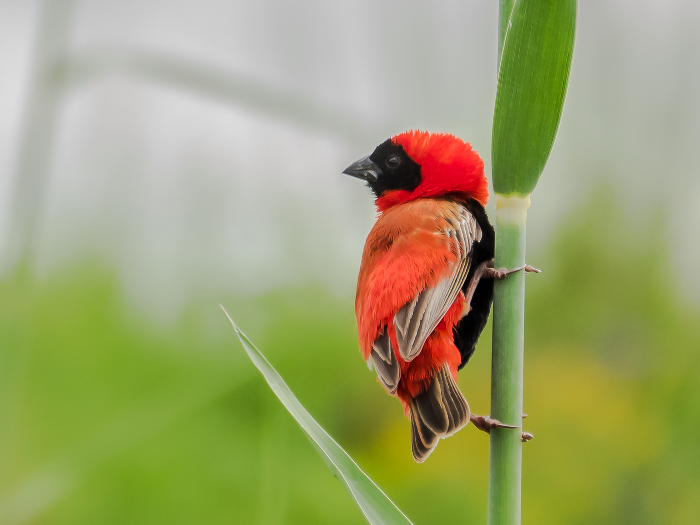 Roter Bischof