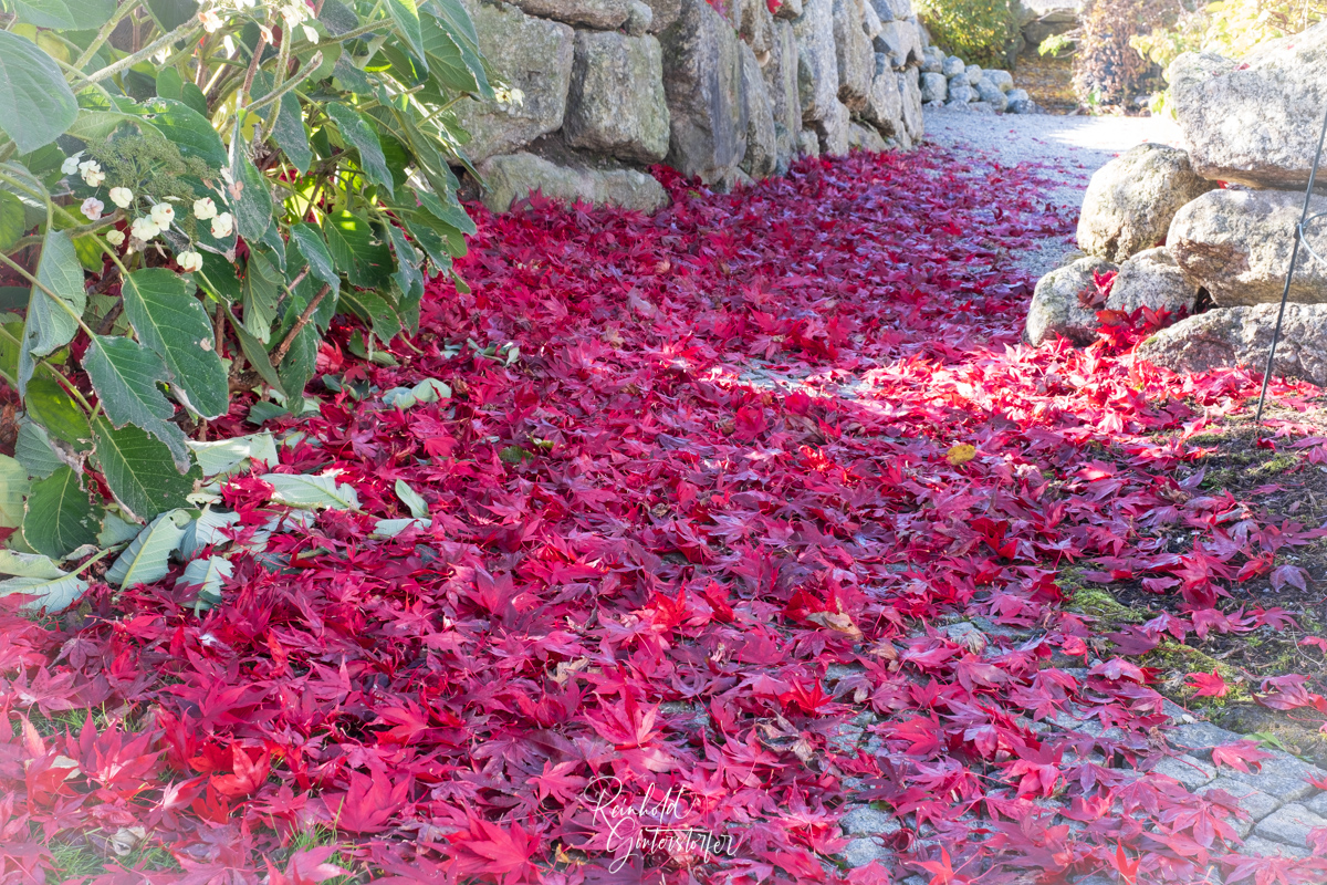 roter Blätterteppich