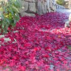 roter Blätterteppich