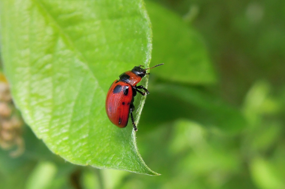 Roter Blattkäfer