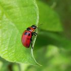 Roter Blattkäfer