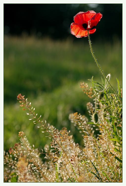 Roter Blickfänger ~2~