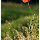 Roter Blickfänger ~2~