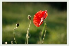 Roter Blickfänger ~3~