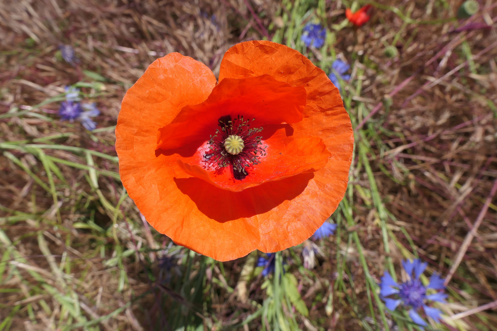 roter Blickpunkt