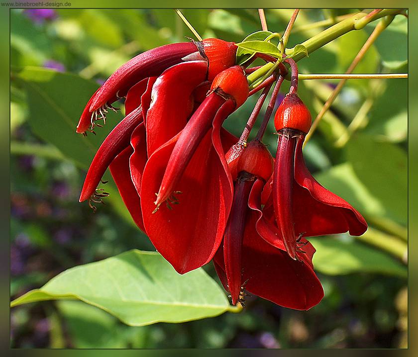 roter Blütentraum