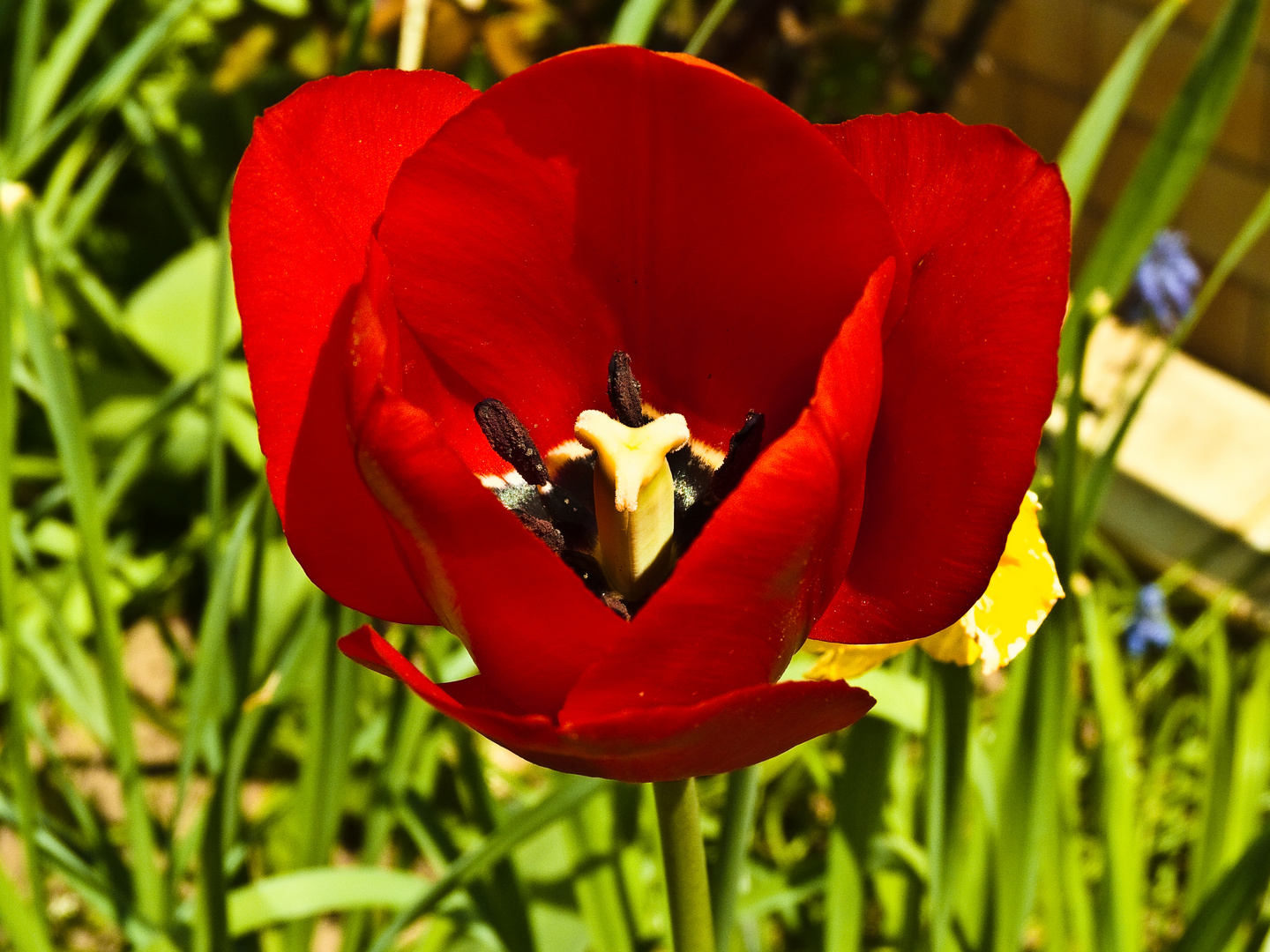 Roter Blütentraum