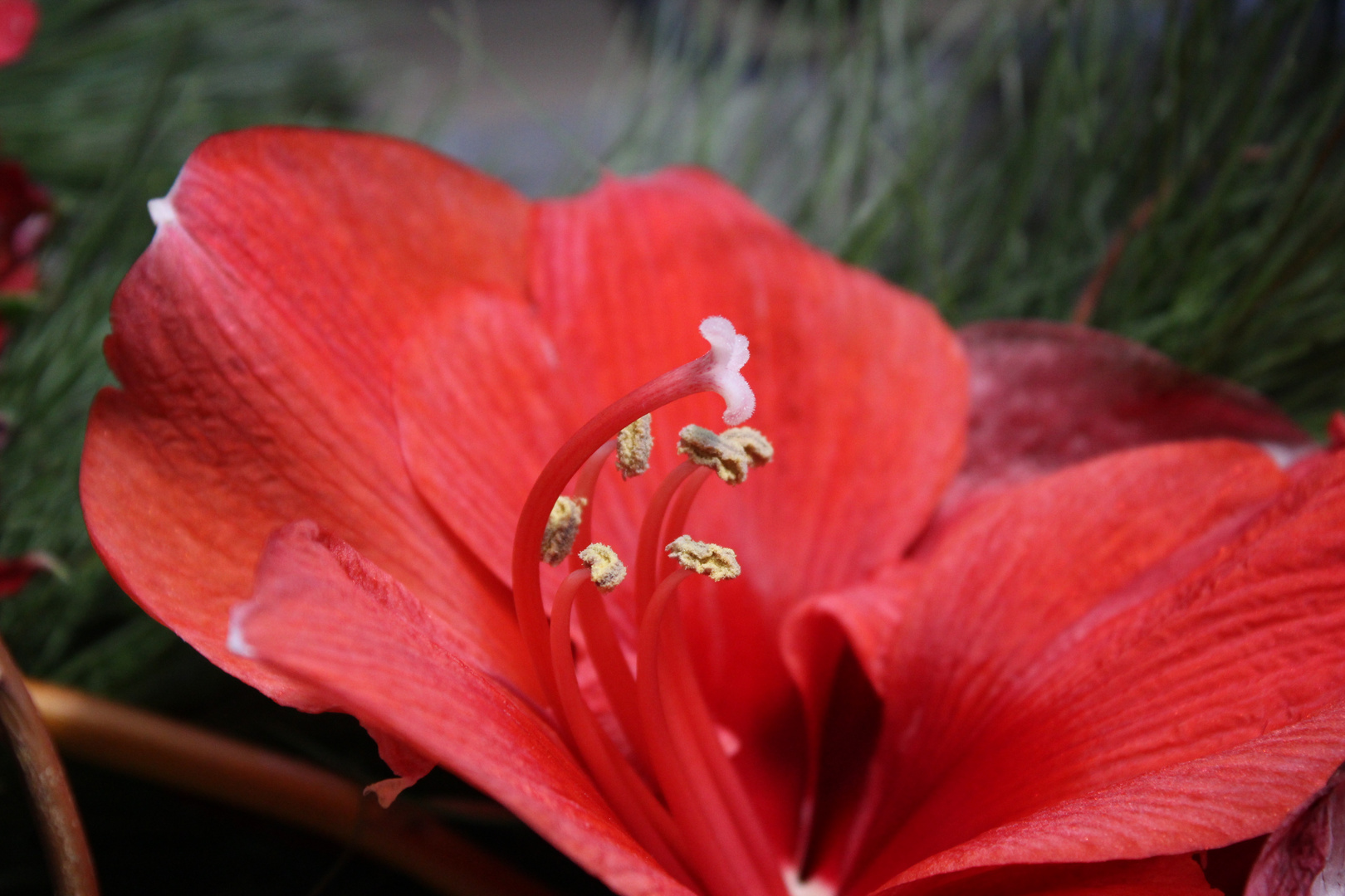 Roter Blütenzauber