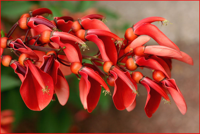 Roter Blütenzweig