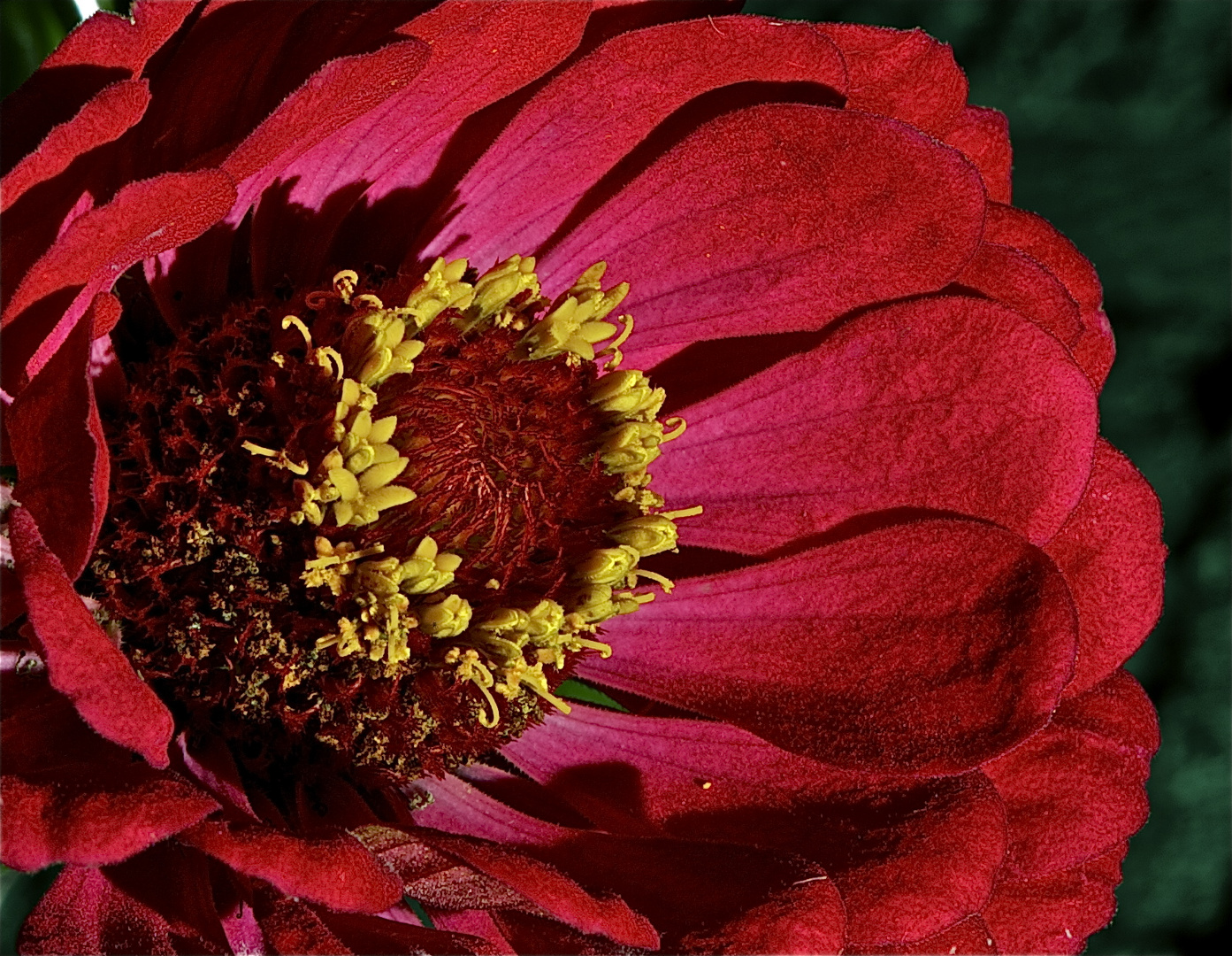 roter Blumenkelch