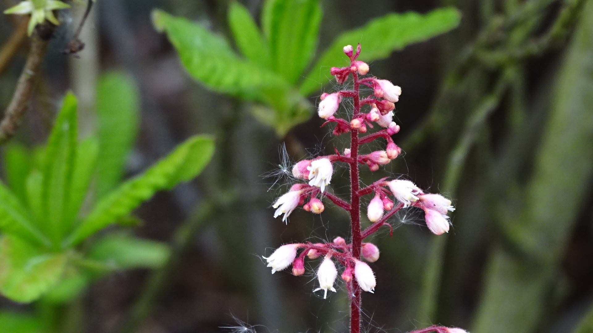 Roter Blumenstengel mit weißen Flugsamen