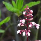 Roter Blumenstengel mit weißen Flugsamen