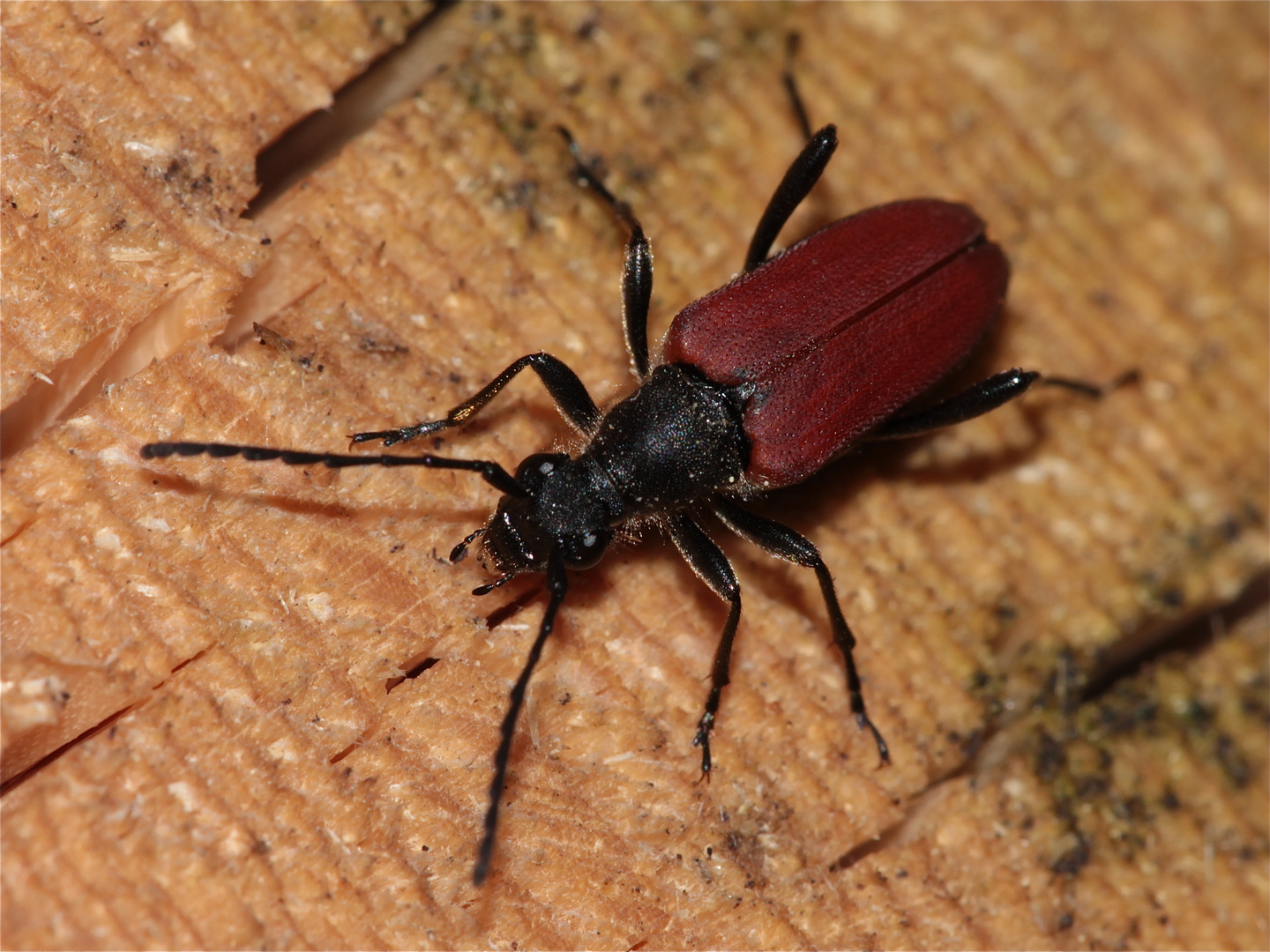 Roter Bock (Cerambycidae)