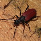 Roter Bock (Cerambycidae)