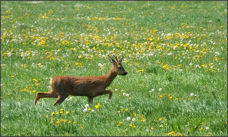 Roter Bock in Blumenwiese