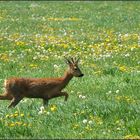 Roter Bock in Blumenwiese