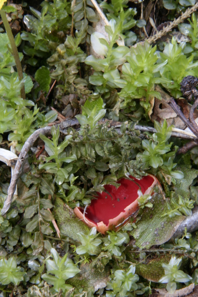 roter bodenpilz im frühling eingekuschelt in moos