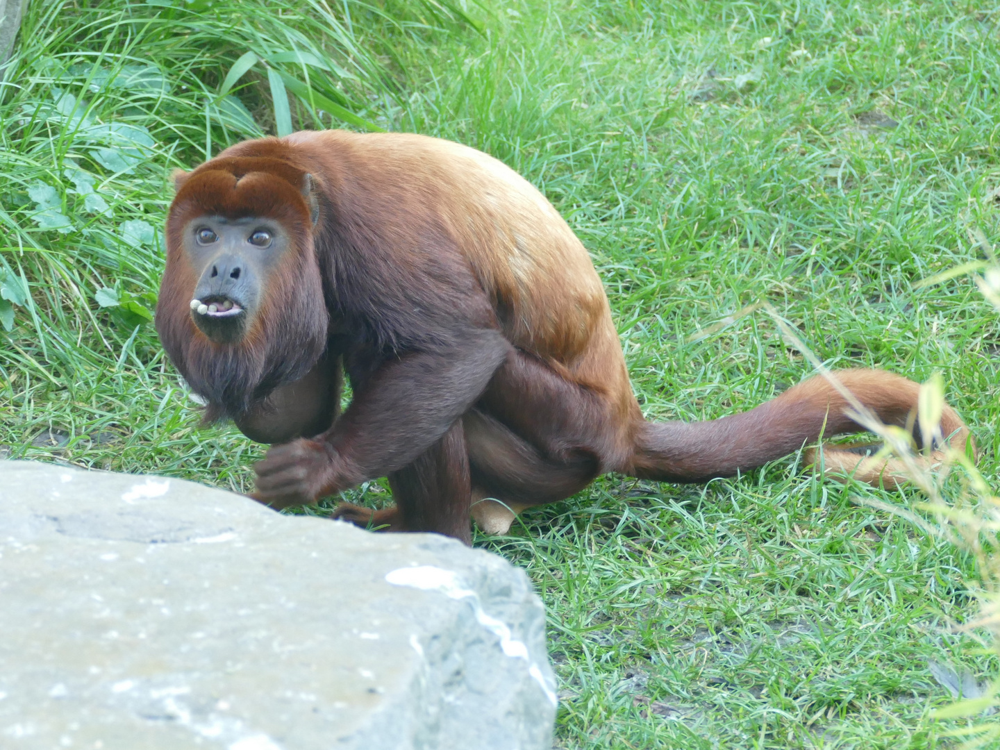 Roter Brüllaffe im Kölner Zoo