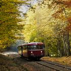 Roter Brummer im herbstlichen Kasbachtal