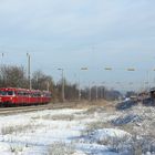 Roter Brummer im Schnee