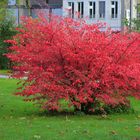 roter Busch