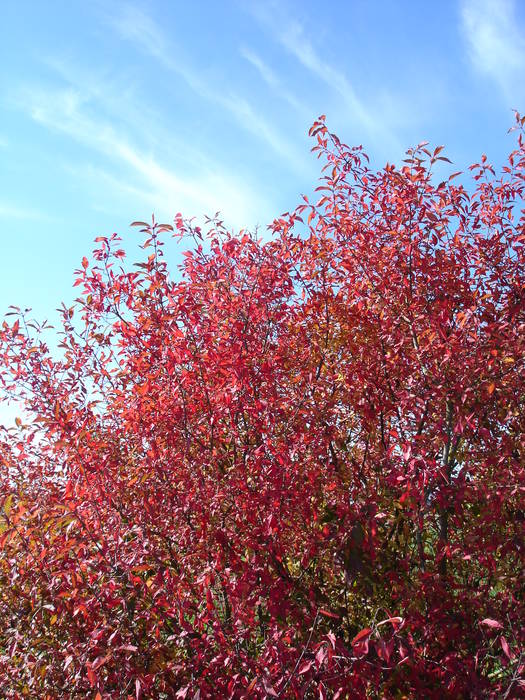 Roter Busch im Goldenen Oktober. Foto & Bild archiv projekte