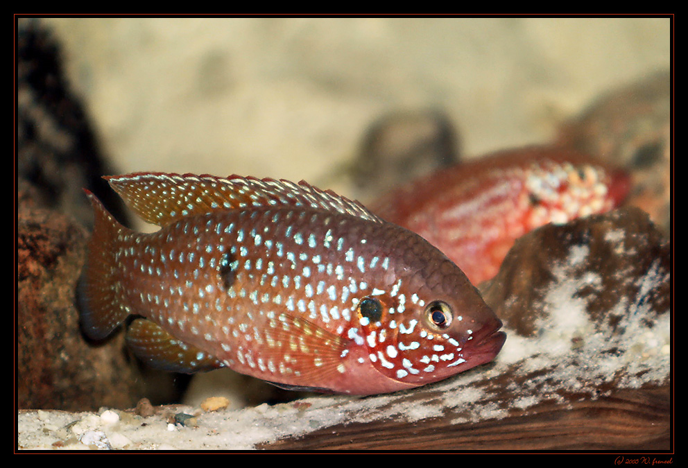 Roter Cichlide (Hemichromis XYZ)