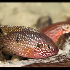 Roter Cichlide (Hemichromis XYZ)