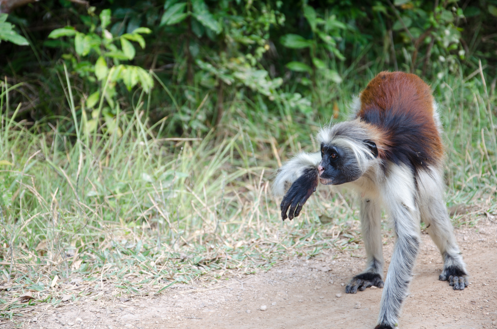 roter colobus affe