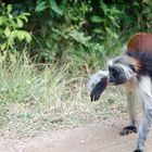 roter colobus affe