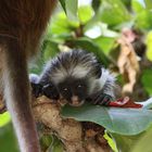 Roter Colobus Affe 