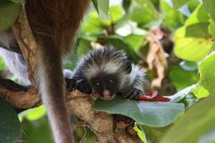 Roter Colobus Affe 