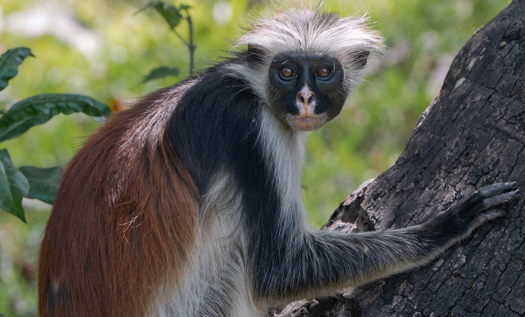 roter Colobus Foto & Bild africa, eastern africa, tiere Bilder auf