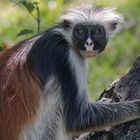 roter Colobus