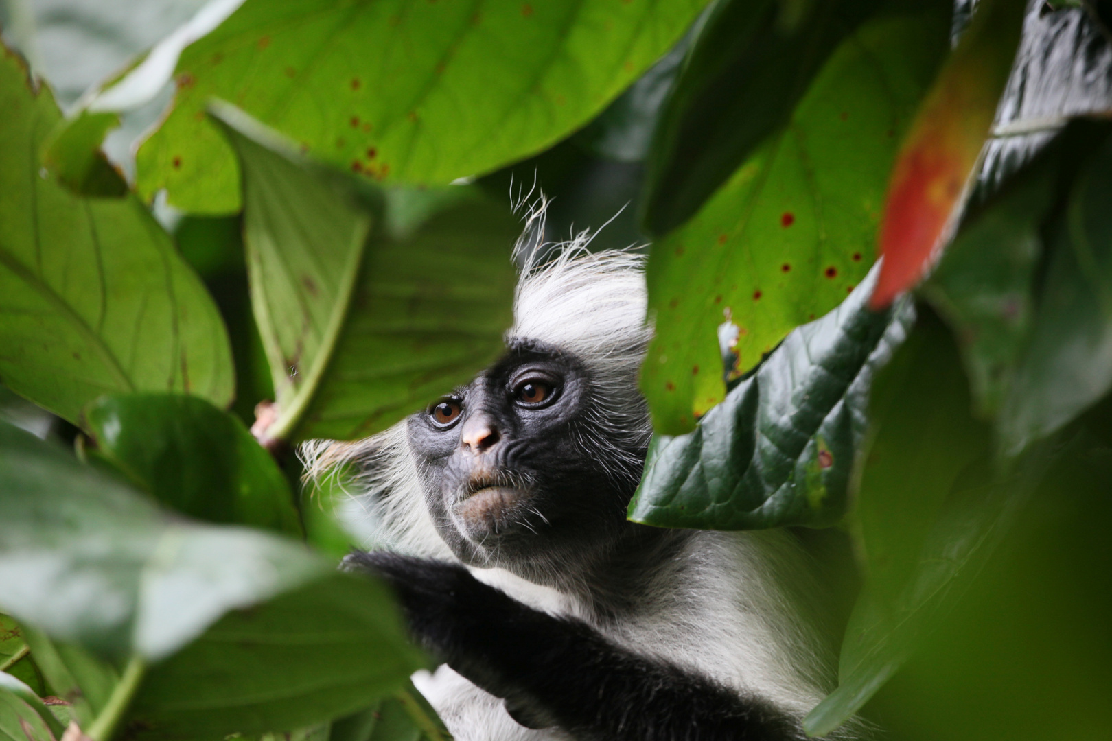 Roter Colobus Foto & Bild africa, eastern africa, tiere Bilder auf