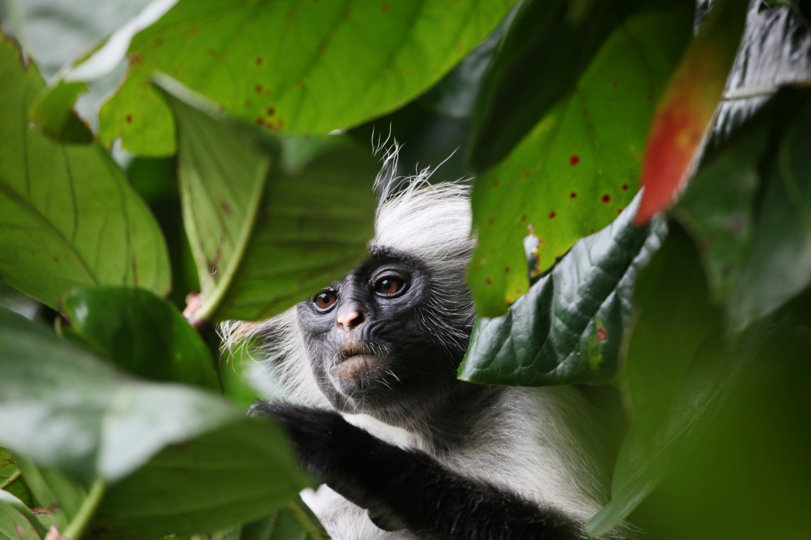 Roter Colobus