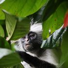 Roter Colobus