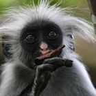 Roter Colobus - Jungtier (Zansibar, Jozani Nationalpark)