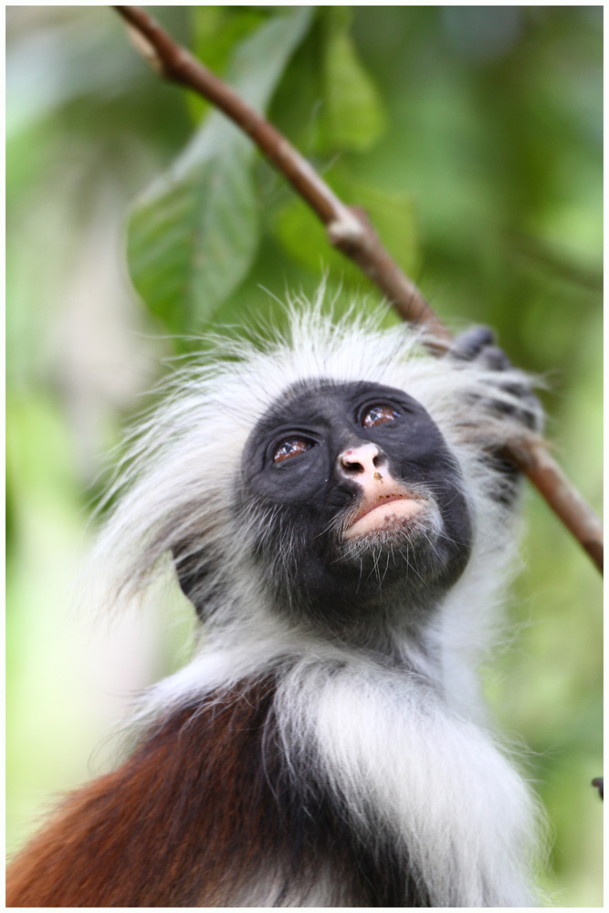 Roter Colobus (Zanzibar, Jozani Nationalpark)