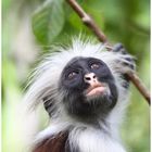 Roter Colobus (Zanzibar, Jozani Nationalpark)