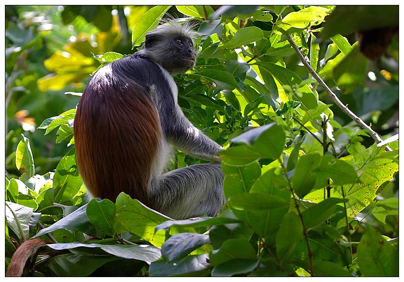 Roter Colobusaffe