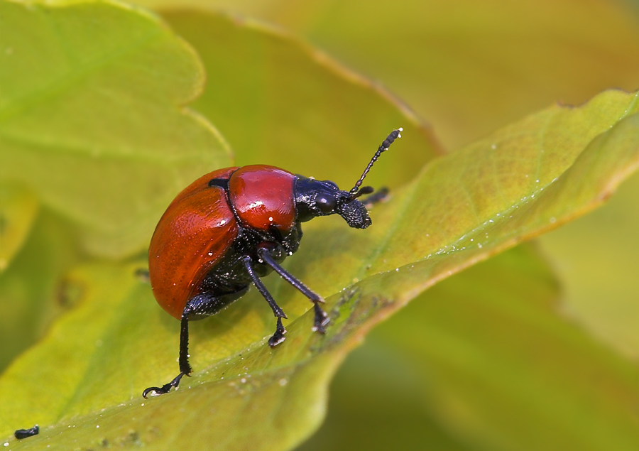 Roter Eichenkugelrüssler