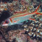 Roter Eichhörnchenfisch Sargocentron rubrum