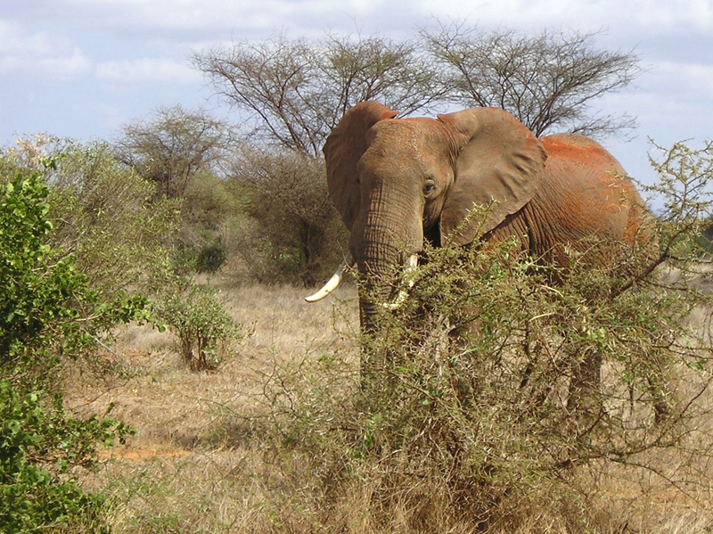 "Roter Elefant"